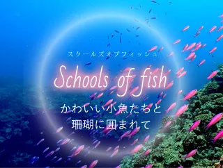 業務用鑑賞映像ソフト「Schools of fish－The sea connects you to the world.－」