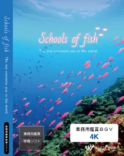 業務用鑑賞映像「Schools of fish －The sea connects you to the world.－」 4K画質
