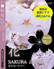 業務用鑑賞映像ソフト「桜花 －SAKURA JAPAN－ 桜を追いかけて」 4K画質